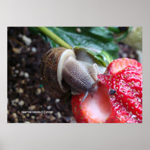 Snigel Eats Strawberry Poster