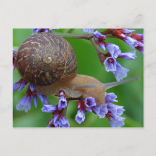 SNIGEL FLOWER VYKORT