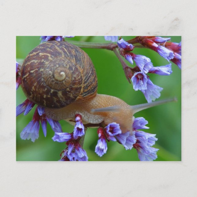 SNIGEL FLOWER VYKORT (Framsida)
