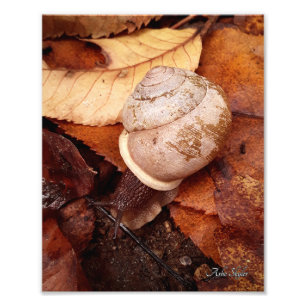 Snigel Fototryck
