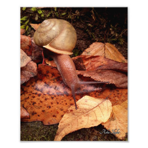 Snigel Fototryck