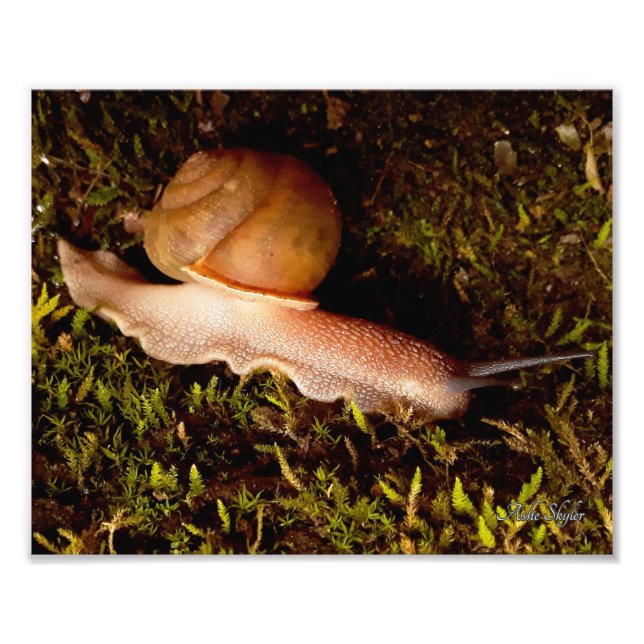 Snigel Fototryck (Framsidan)