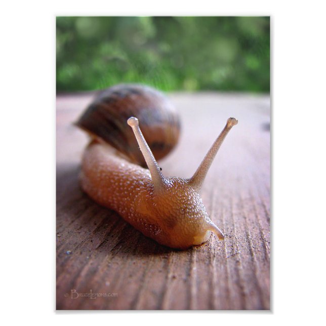 Snigel Fototryck (Framsidan)