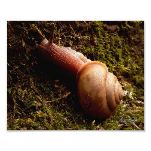 Snigel Fototryck