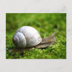 Snigel-fotovykort Vykort