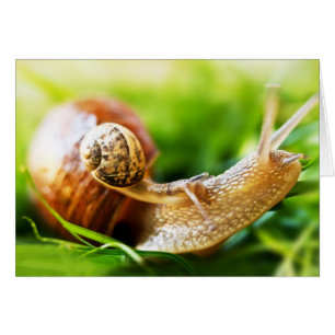 Snigel Hälsningskort