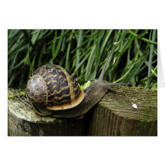 Snigel Hälsningskort