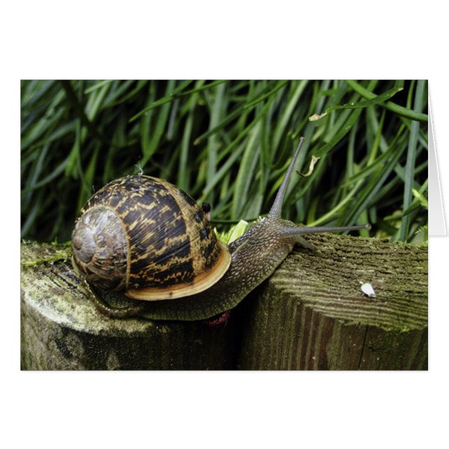 Snigel Hälsningskort (Framsidan Horizontal)