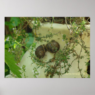 Snigel i Thyme Poster