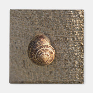 Snigel Magnet