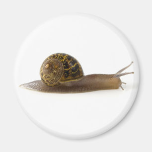 snigel magnet