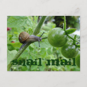 Snigel Mail-vykort Vykort