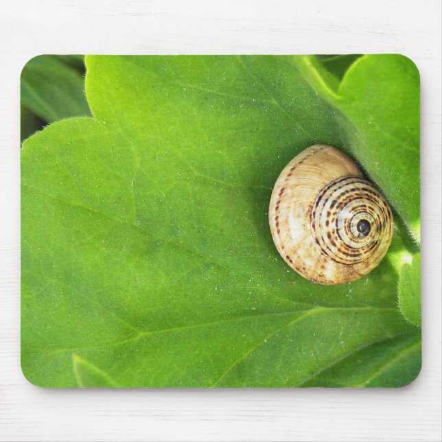 Snigel Musmatta (Framsidan)