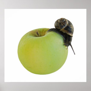 Snigel och äpple poster