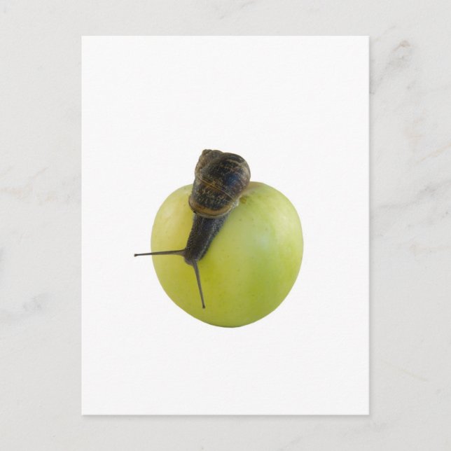 Snigel och äpple vykort (Framsida)