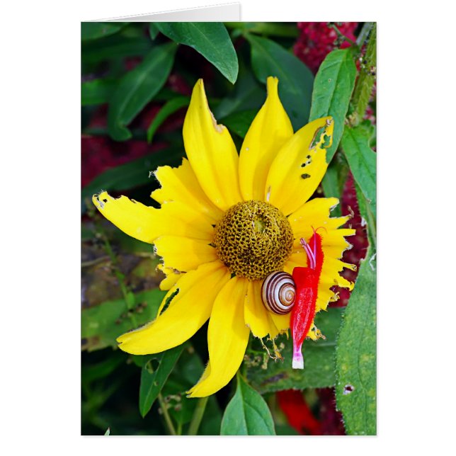 Snigel och Blommar Hälsningskort (Framsidan)