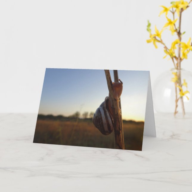 Snigel på en Stem Kort (Gul blomma)