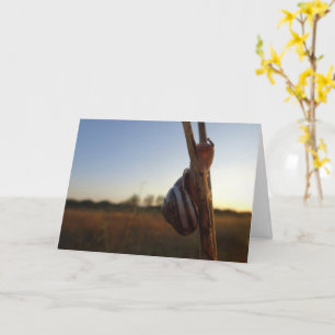 Snigel på en Stem Kort