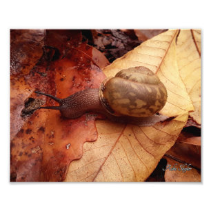 Snigel på en Uppdrag Fototryck