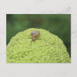 Snigel på ett Hedgeapple #5 Vykort