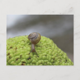 Snigel på ett Hedgeapple #7 Vykort