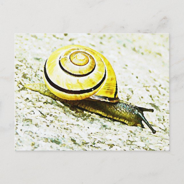 Snigel Pace Vykort (Framsida)
