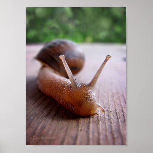 Snigel Poster
