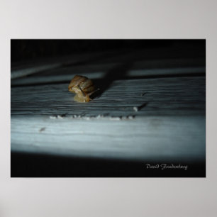 Snigel Poster