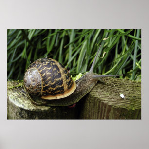 Snigel Poster