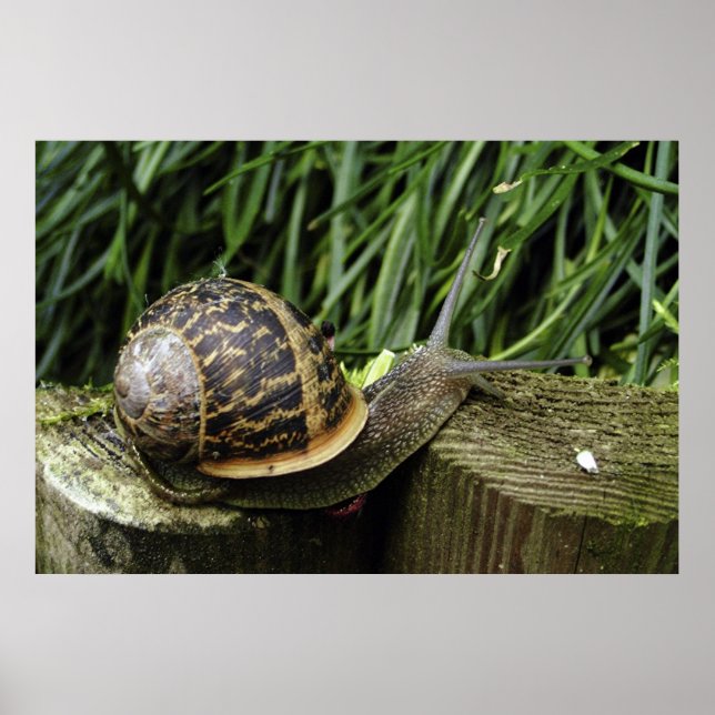 Snigel Poster (Framsidan)