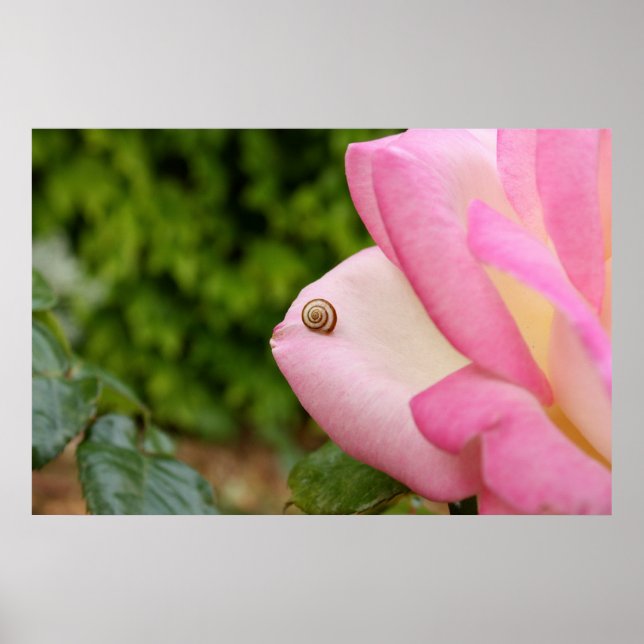 Snigel Poster (Framsidan)