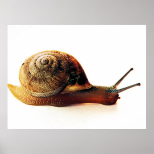 snigel poster