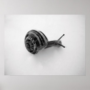 Snigel Poster