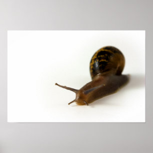 Snigel Poster
