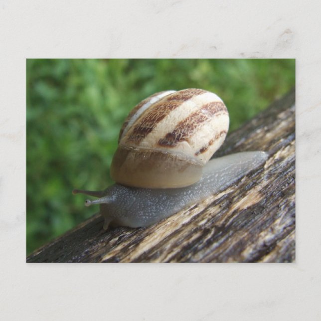 Snigel Postkort Vykort (Framsida)