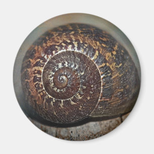 Snigel Snäcka Magnet