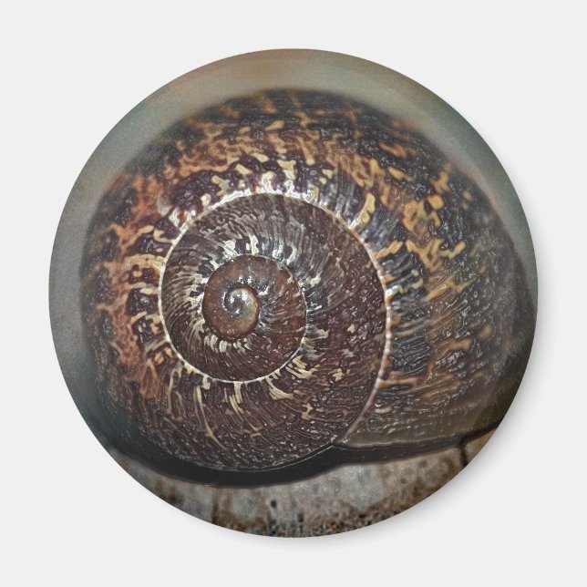 Snigel Snäcka Magnet (Framsidan)