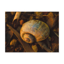 Snigel Snäcka på Rocky Shore Sunset