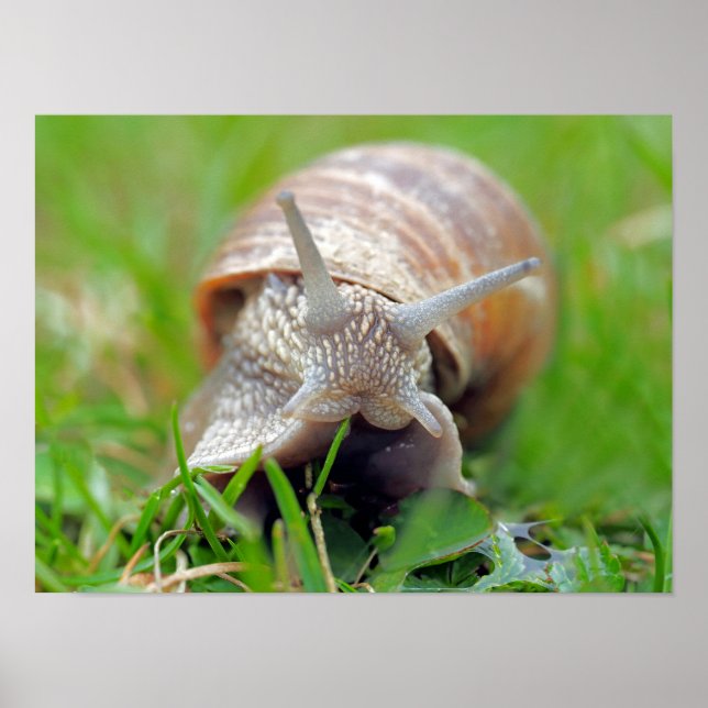 Snigel som äter gräs poster (Framsidan)