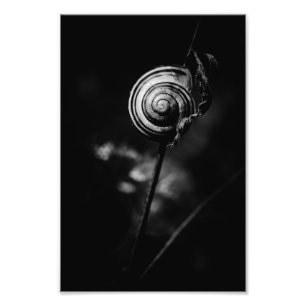 snigel svan fototryck