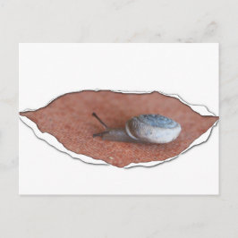 Snigel under Torn Material Vykort