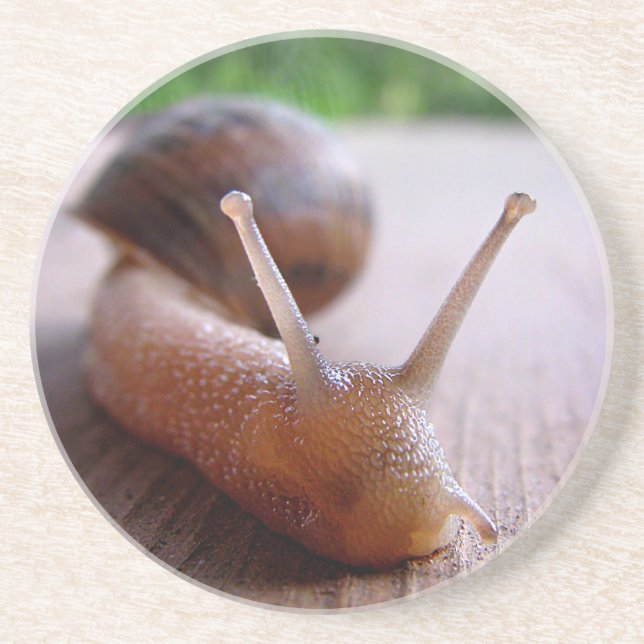 Snigel Underlägg (Framsidan)