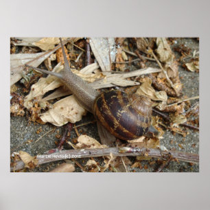 Snigel vid Springa Poster