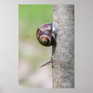 Snigel vid träd poster