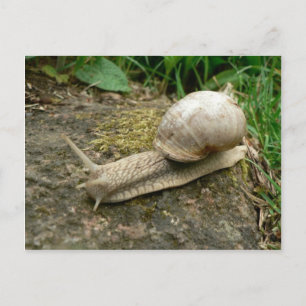 Snigel Vykort