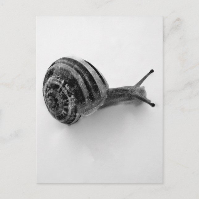 Snigel Vykort (Framsida)