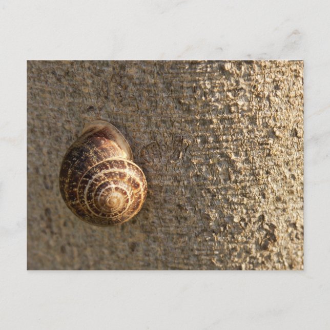 Snigel Vykort (Framsida)
