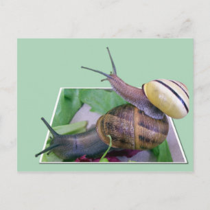 Snigel vykort