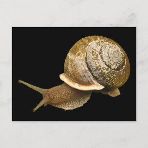 Snigel Vykort