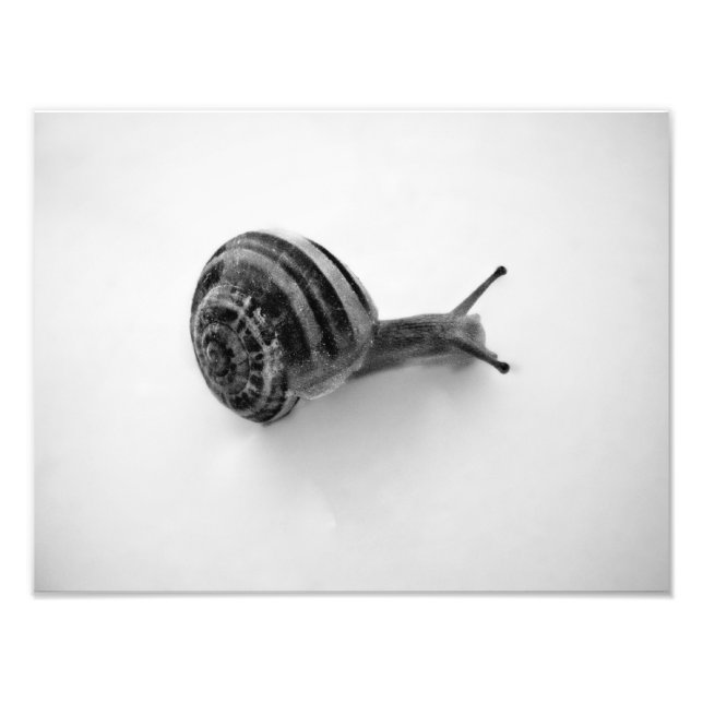 Snigel vykort fototryck (Framsidan)